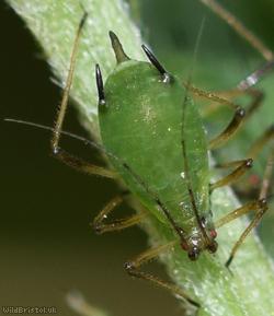image for Vetch Aphid