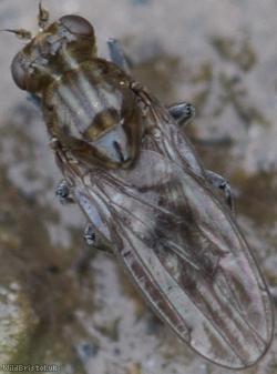 image for Parydra littoralis