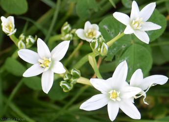 Star-of-Bethlehem