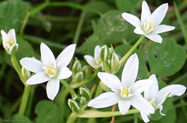 Star-of-Bethlehem