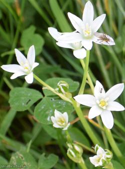 Star-of-Bethlehem