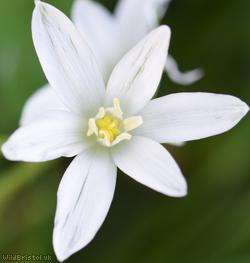 Star-of-Bethlehem