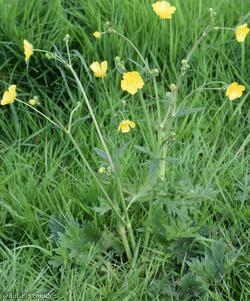 image for Meadow Buttercup