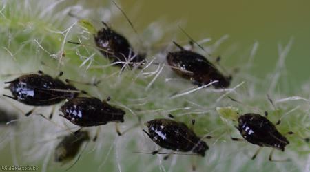 image for Black-backed Daisy Aphid