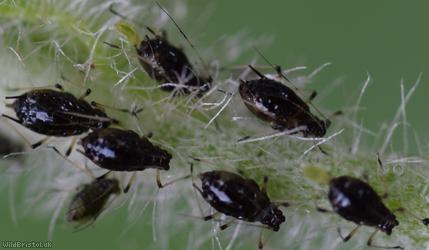 Black-backed Daisy Aphid