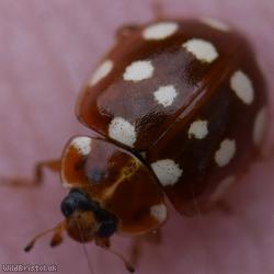 Cream-spot Ladybird