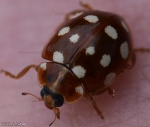 Cream-spot Ladybird