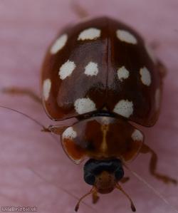 Cream-spot Ladybird