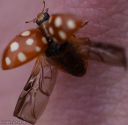 Cream-spot Ladybird