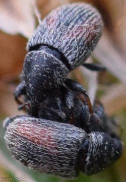 Mecinus pascuorum