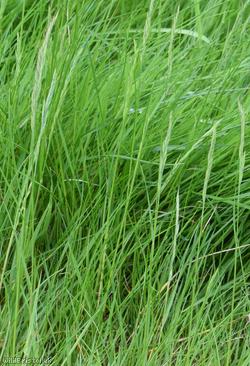 image for Red Fescue