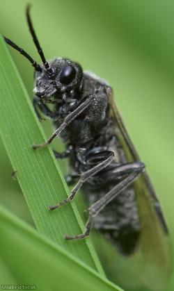 Tar-foot Griever?