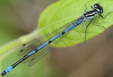 image for Dragonflies and Damselflies