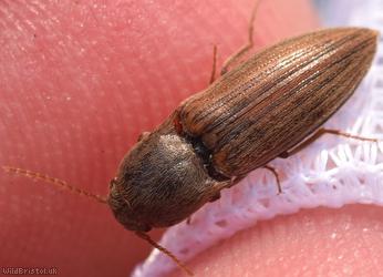 image for Lined Click Beetle