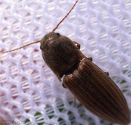 Lined Click Beetle