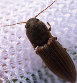 Lined Click Beetle