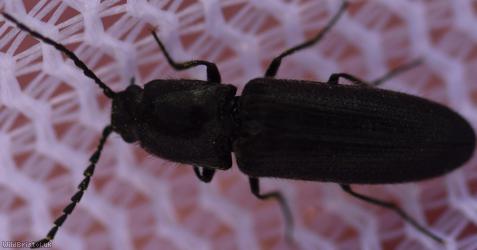 image for Limonius poneli