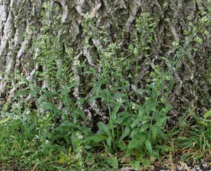 image for Shepherd's-purse type 1