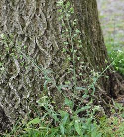 Shepherd's-purse type 1