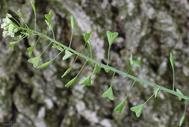 Shepherd's-purse type 1