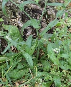 Shepherd's-purse type 1