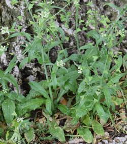 Shepherd's-purse type 1