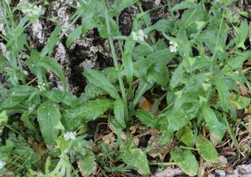 Shepherd's-purse type 1