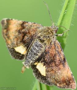 image for Small Yellow Underwing