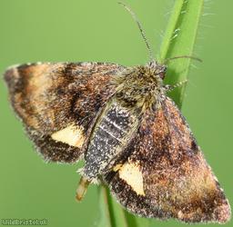 Small Yellow Underwing