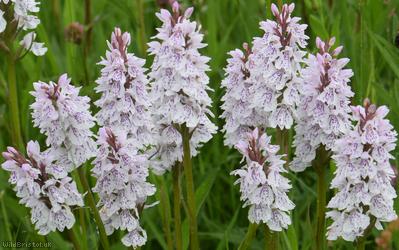 image for Heath Spotted-orchid