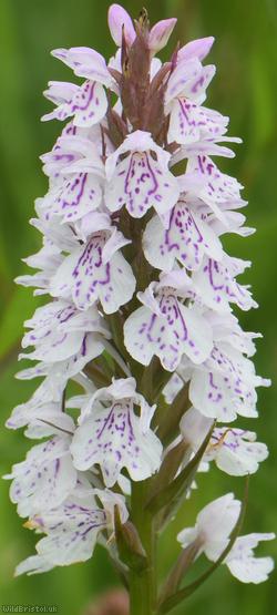 Heath Spotted-orchid