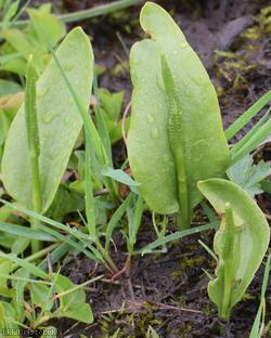 image for Adder's-tongue