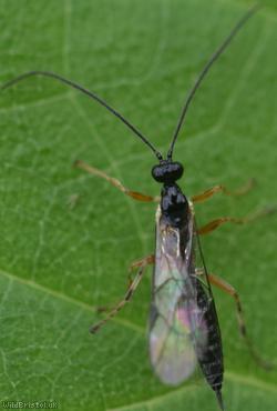 image for Ichneumonidae Unidentified 1