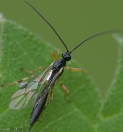 Ichneumonidae Unidentified 1