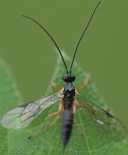 Ichneumonidae Unidentified 1