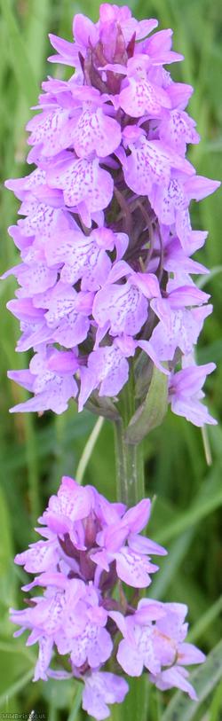 image for Heath Spotted x Southern Marsh-orchid