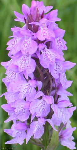 Heath Spotted x Southern Marsh-orchid