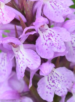 Heath Spotted x Southern Marsh-orchid
