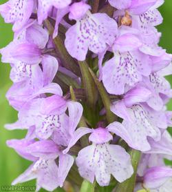 Heath Spotted x Southern Marsh-orchid