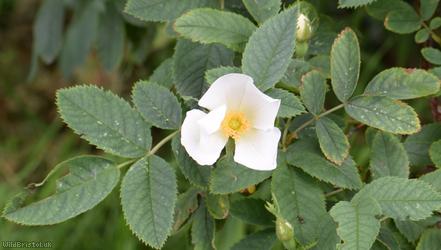 image for White Rose