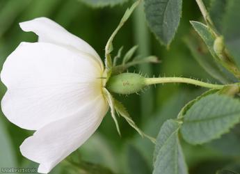 White Rose