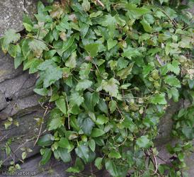 Early Virgin's-bower