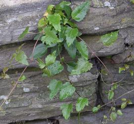 Early Virgin's-bower