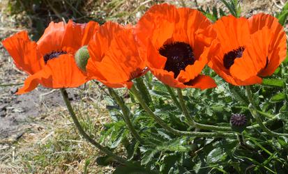 Oriental Poppy
