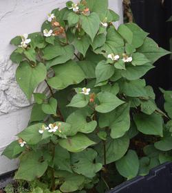 Fish-plant