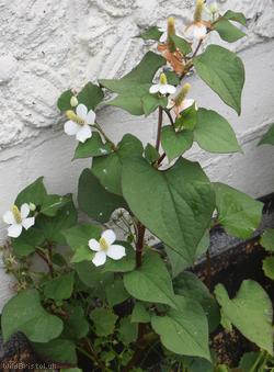 Fish-plant