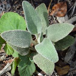 Sage