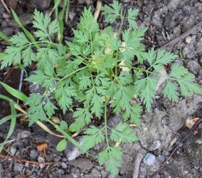Fool's Parsley