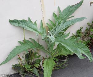 Globe Artichoke