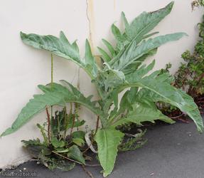 Globe Artichoke